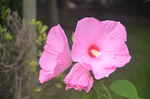 芙蓉葵