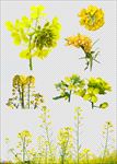 菜花免抠图