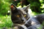 灰色猫咪