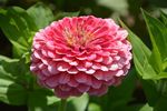 鲜花