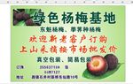 绿色杨梅基地