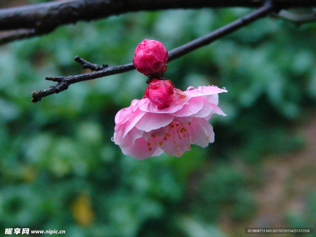 梅花