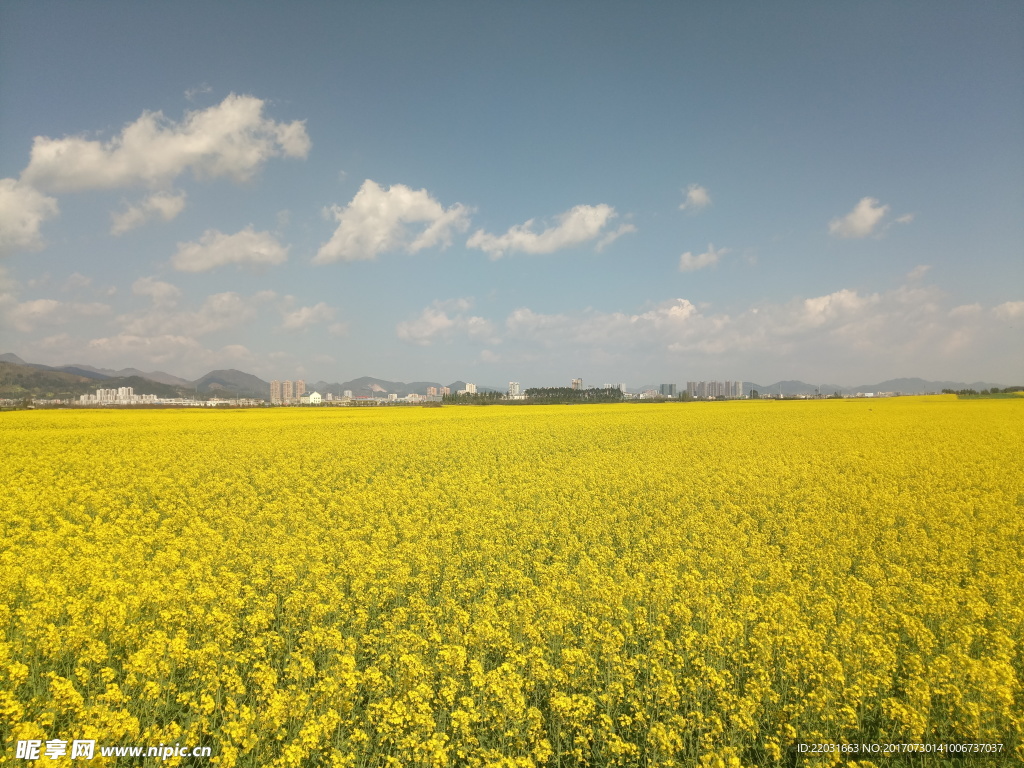 油菜花