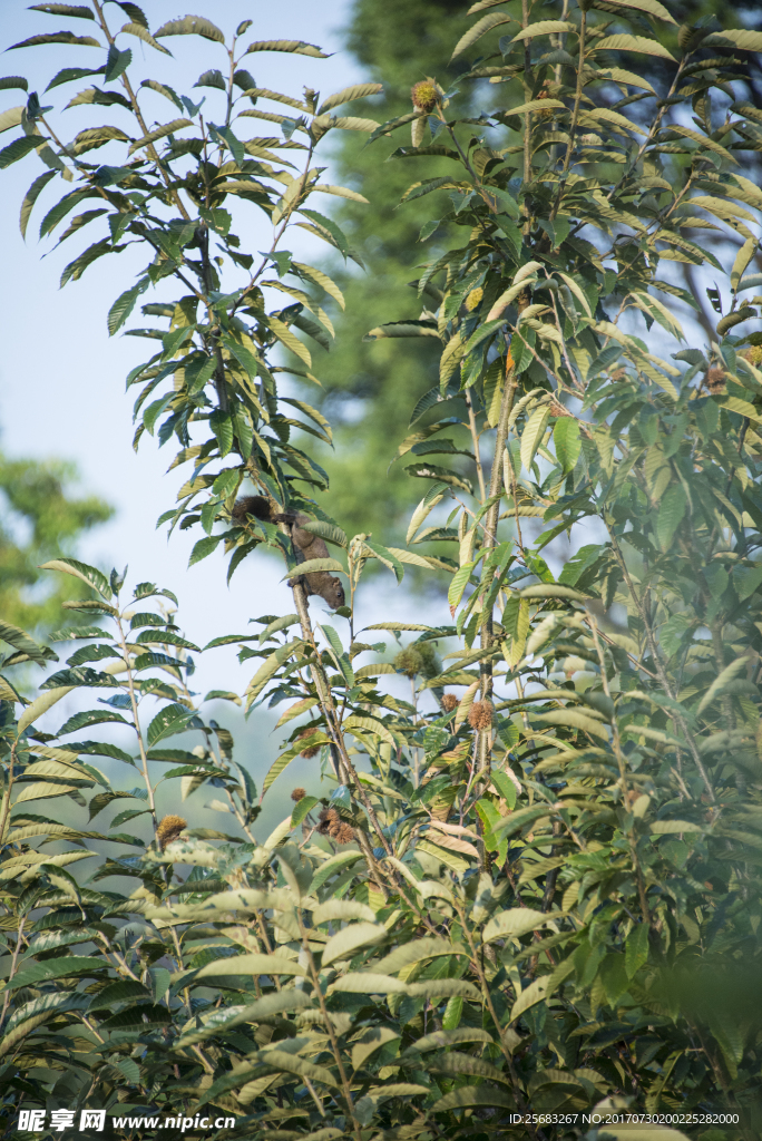 板栗树