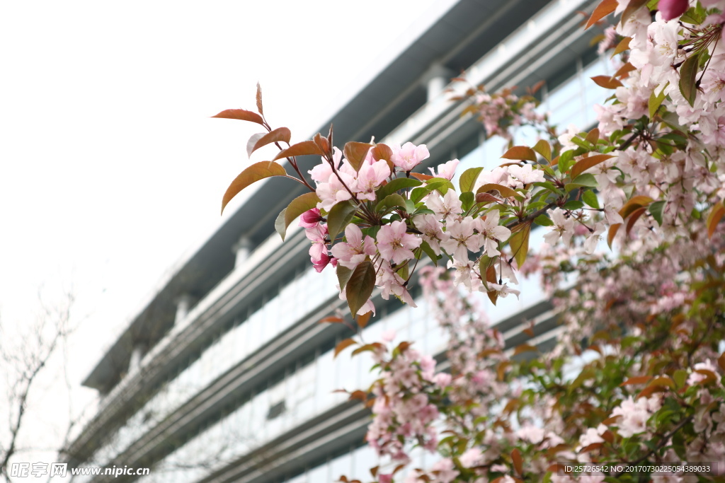 北京化工大学樱花