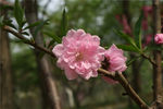 山樱