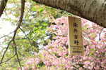 染井吉野樱