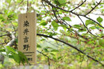 染井吉野樱