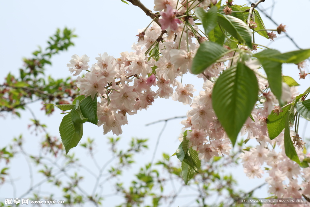 染井吉野樱