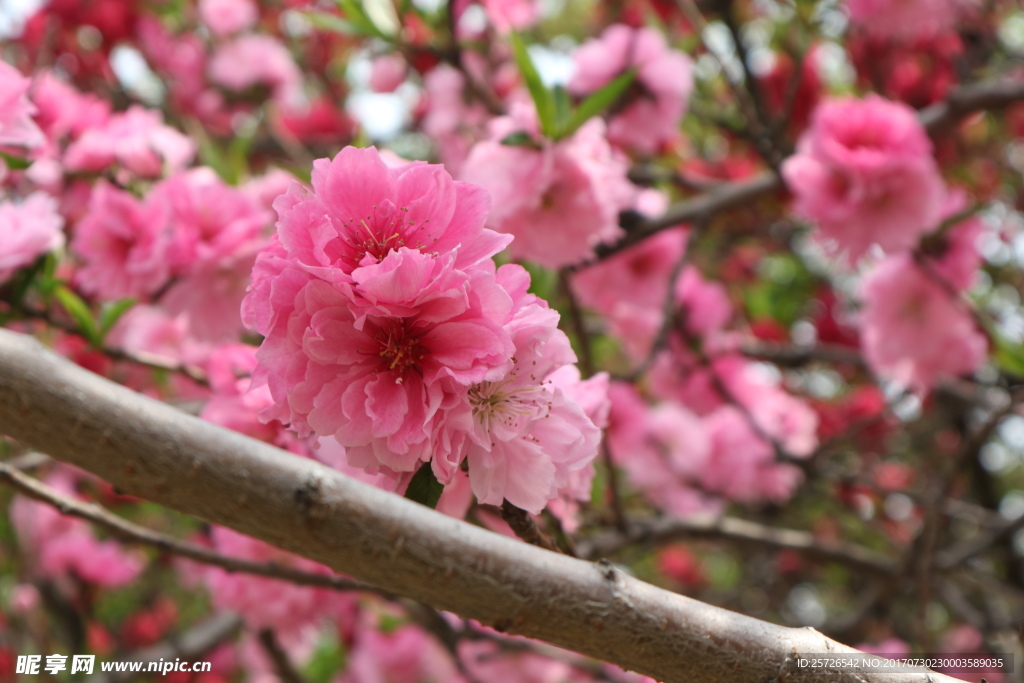 樱花