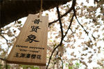 普贤象