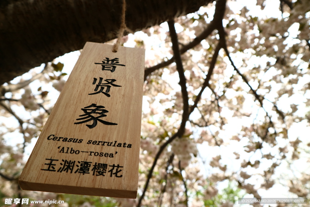 普贤象