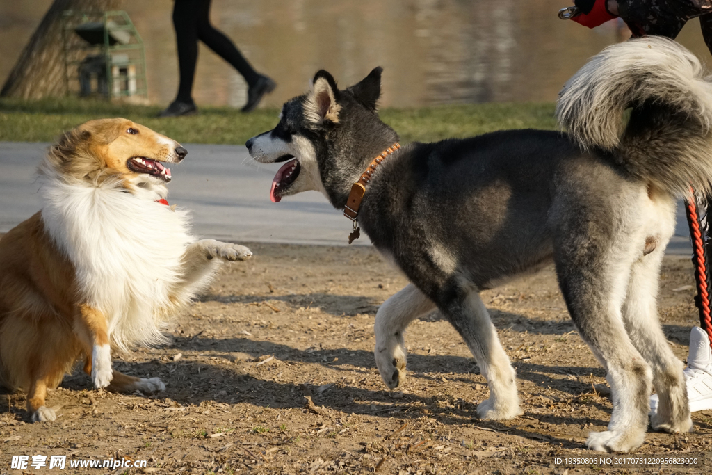 宠物狗 牧羊犬 哈士奇