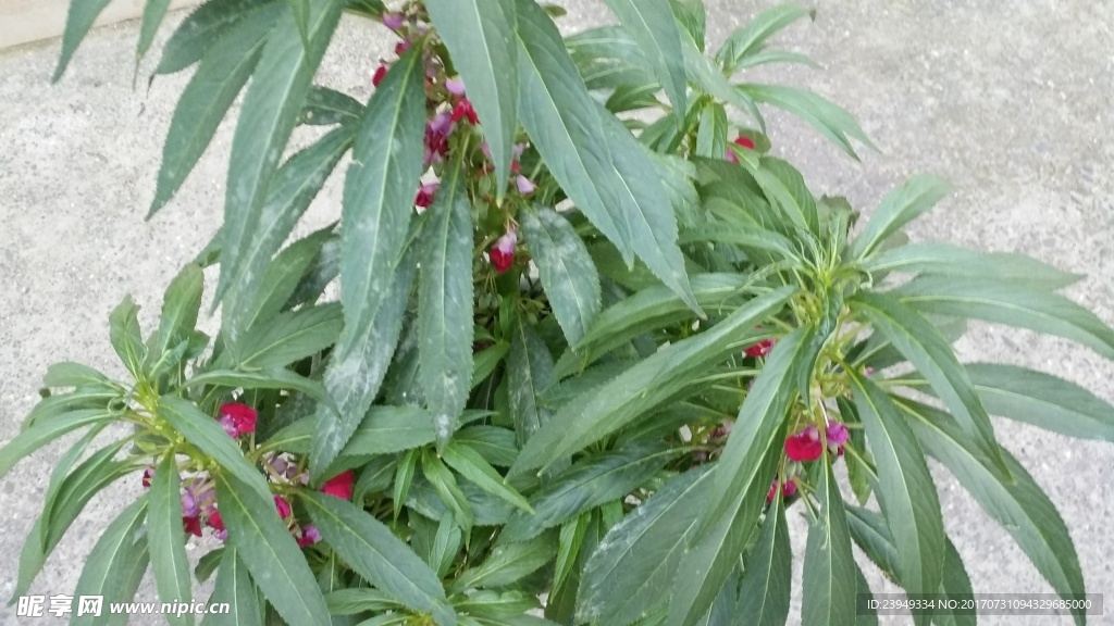 凤仙花