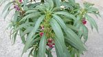 指甲花