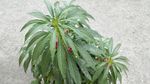 指甲花