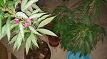 指甲花