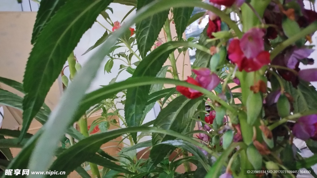 凤仙花