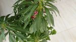 指甲花