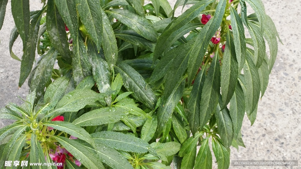 凤仙花