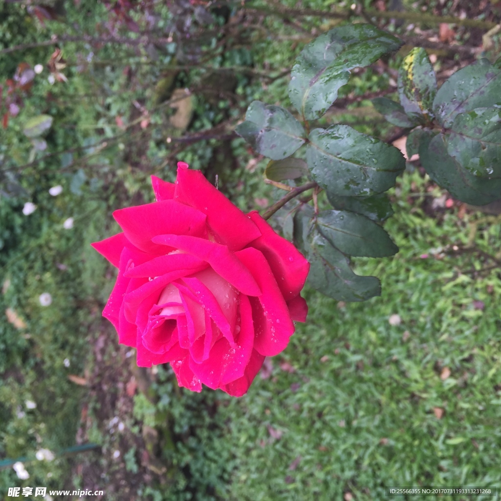 月季花