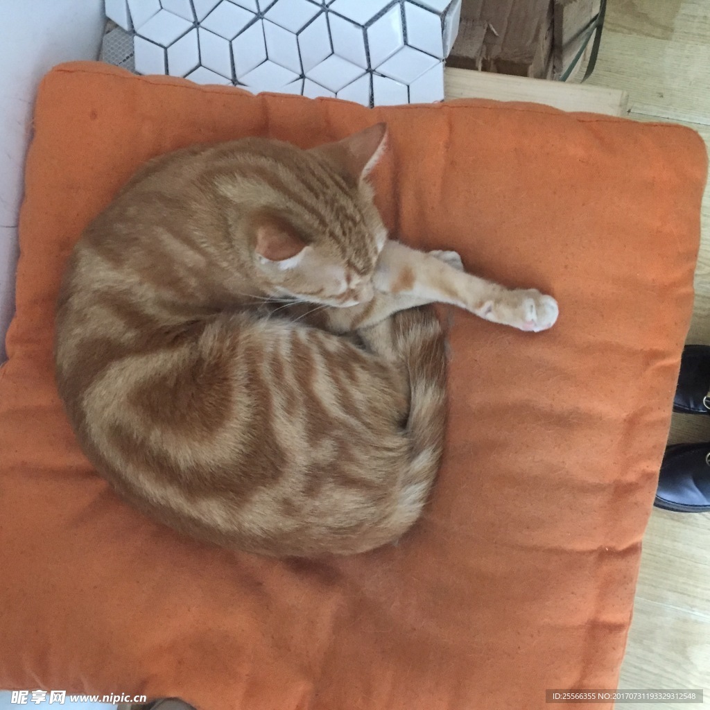 猫咪