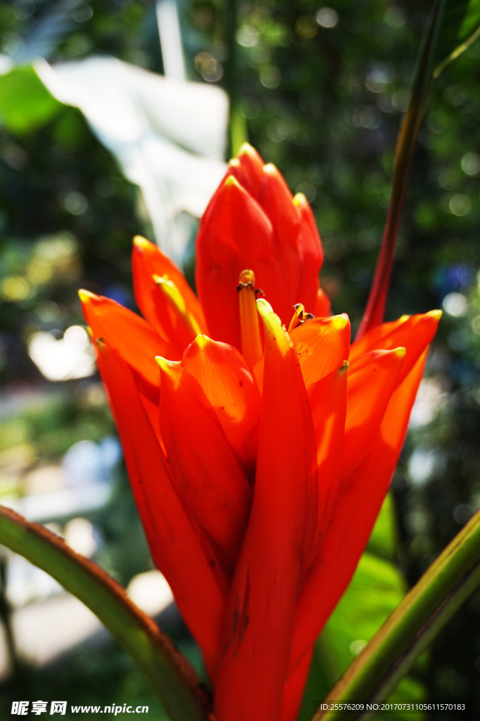 鲜花