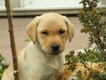 可爱拉布拉多幼犬