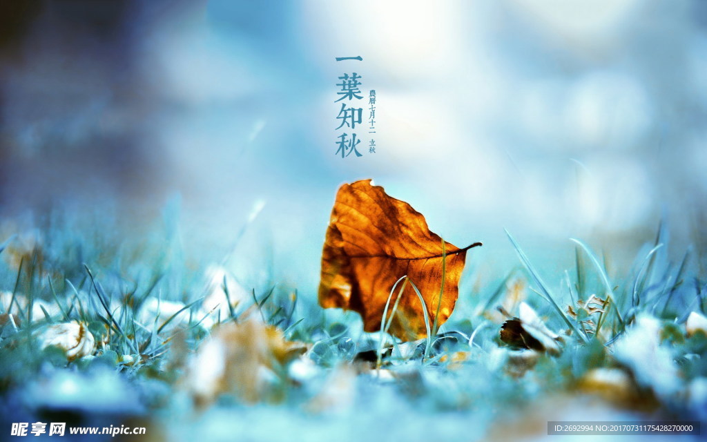 一叶知秋立秋图片