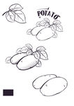 矢量土豆农产品AIcs5
