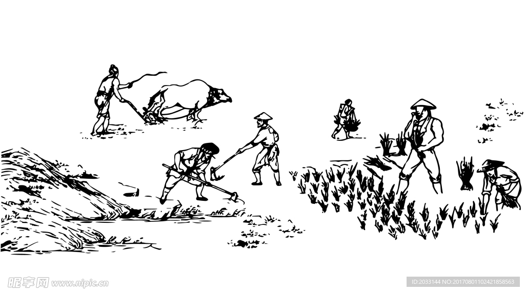 插秧 水稻