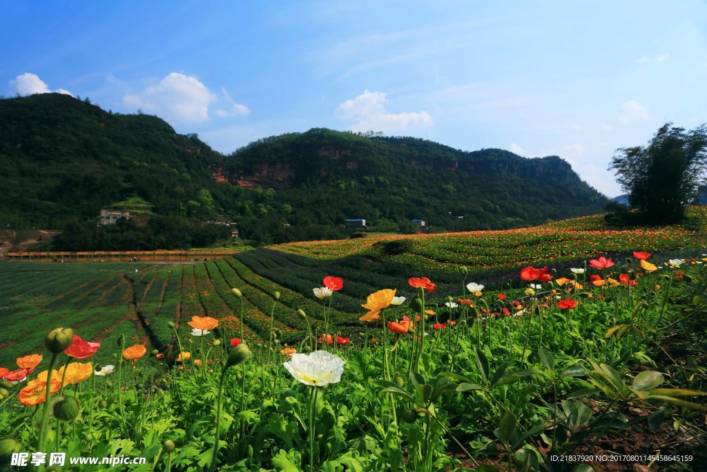 花田酒地花海