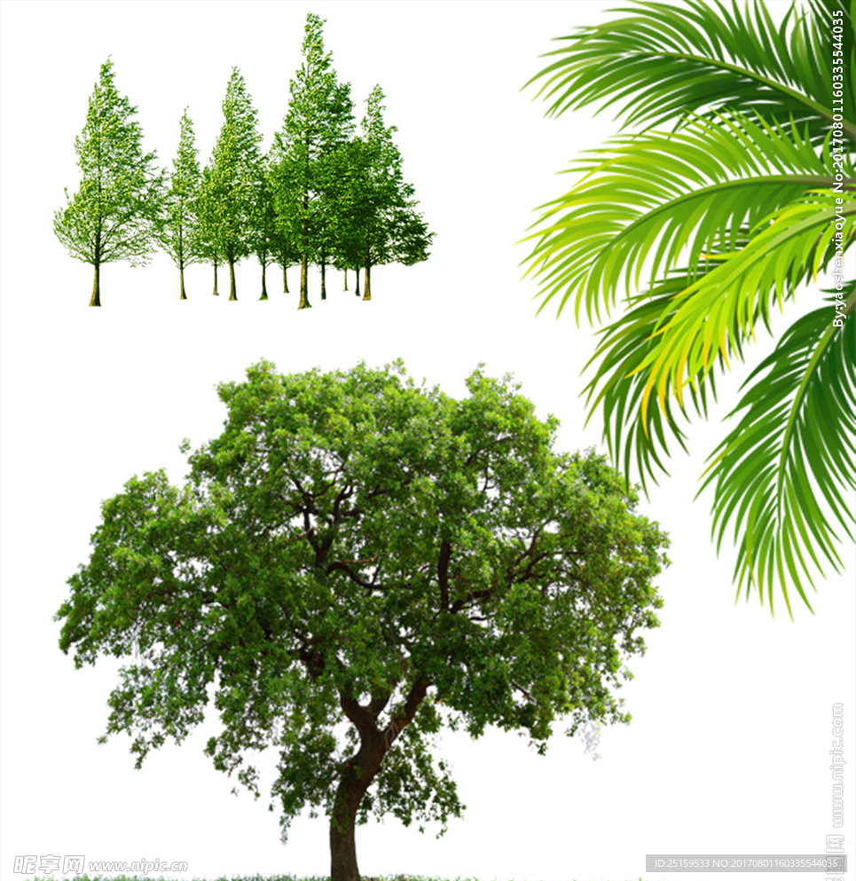 大树