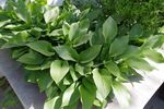 绿色植物
