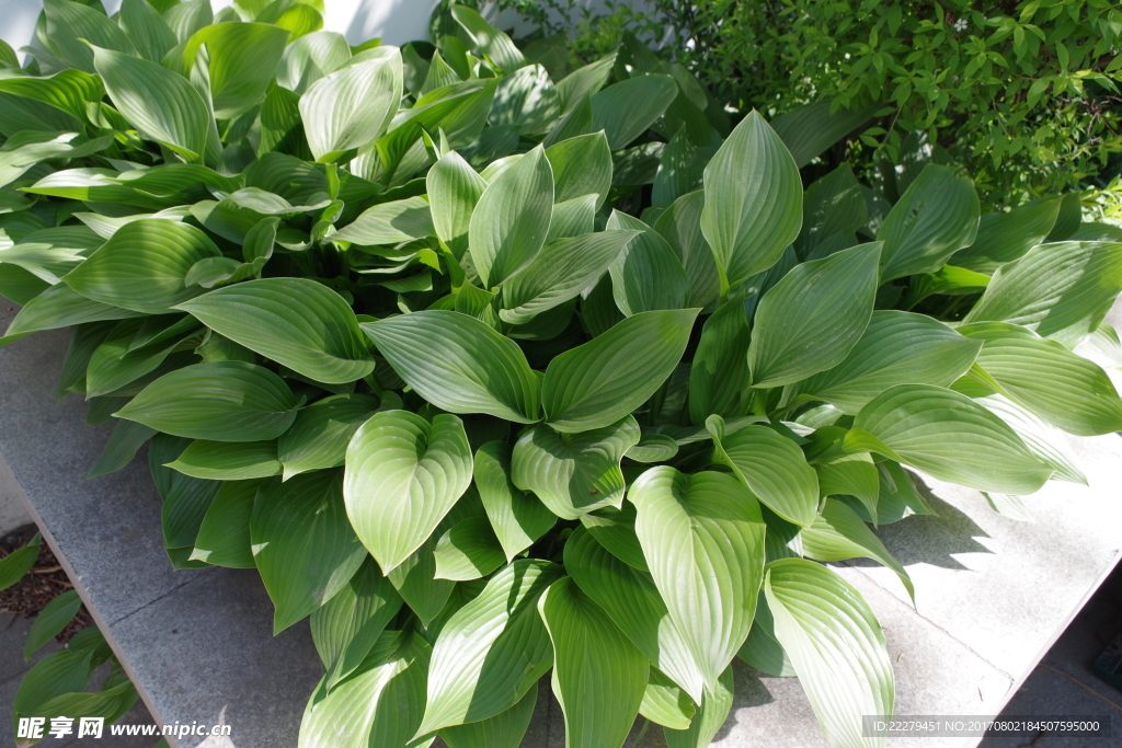 绿色植物