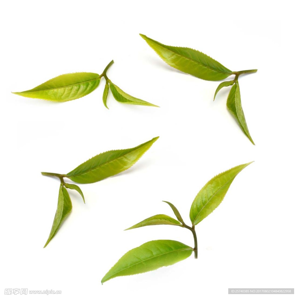 茶叶素材