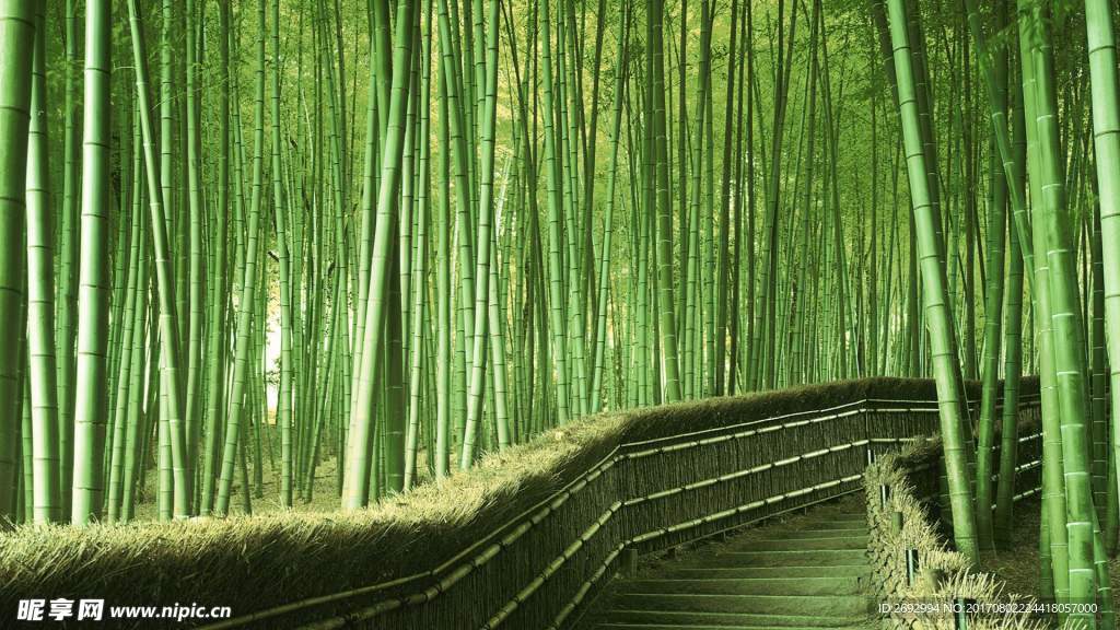 竹林深处