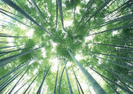 竹林幽幽.jpg