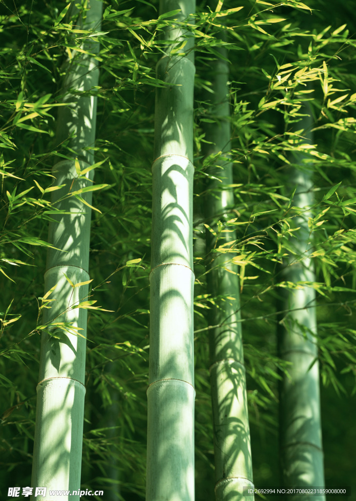 竹林竹叶竹节