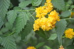 重瓣棣棠花