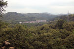 山乡板栗林