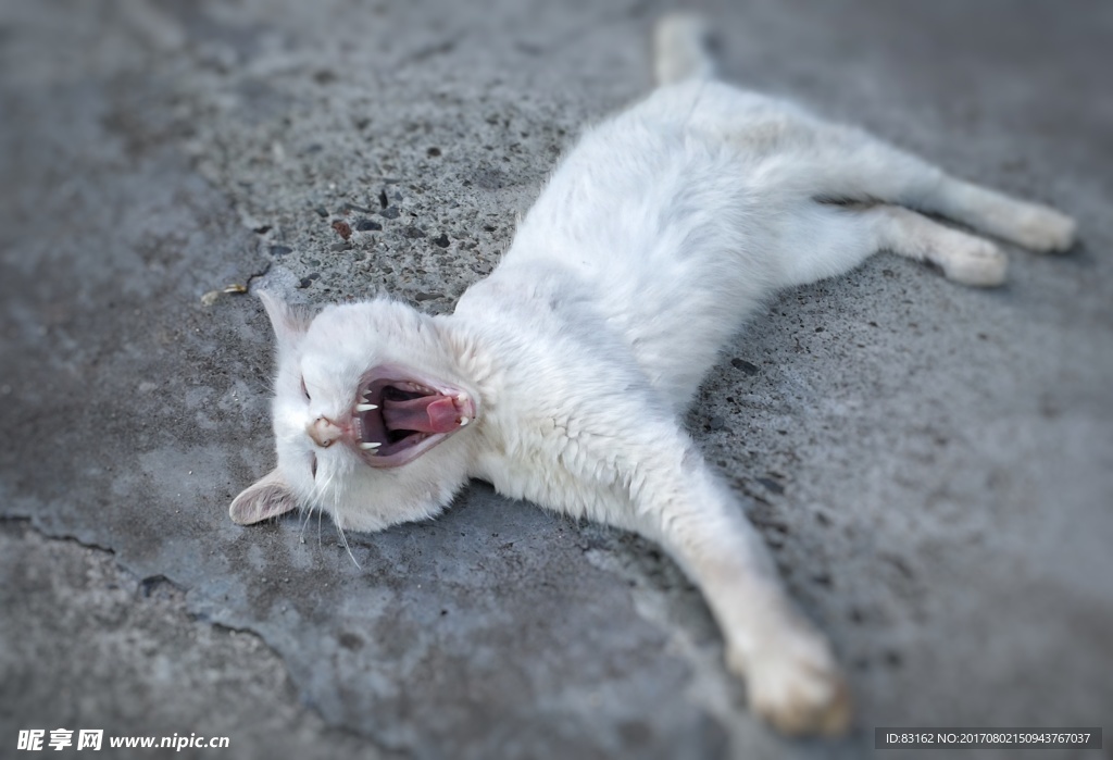 猫