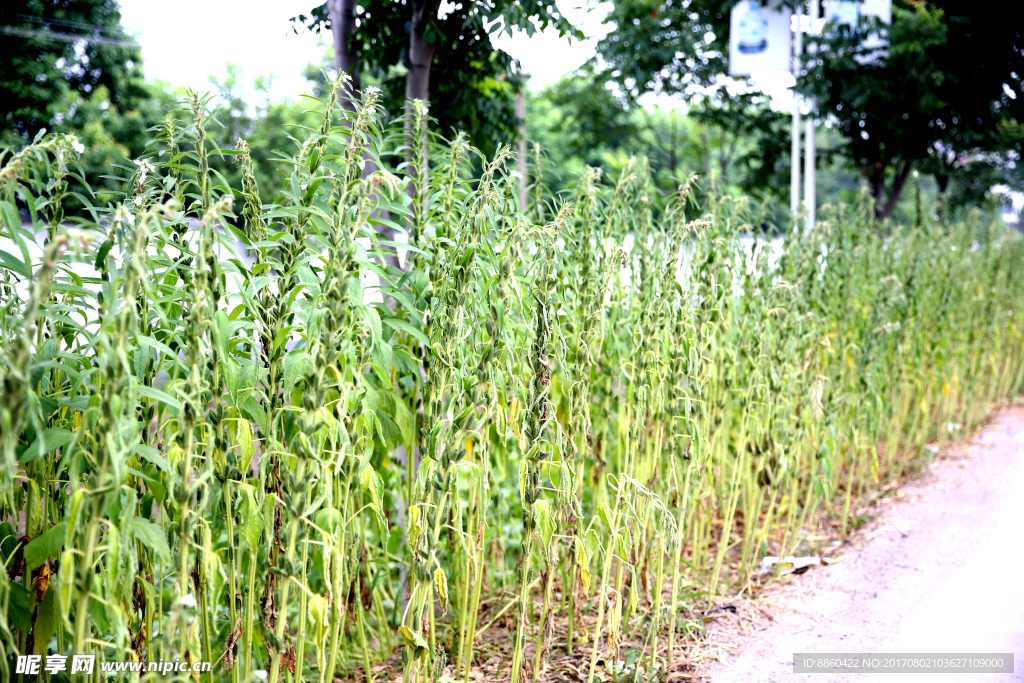 芝麻开化节节高