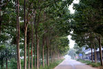 村村通公路