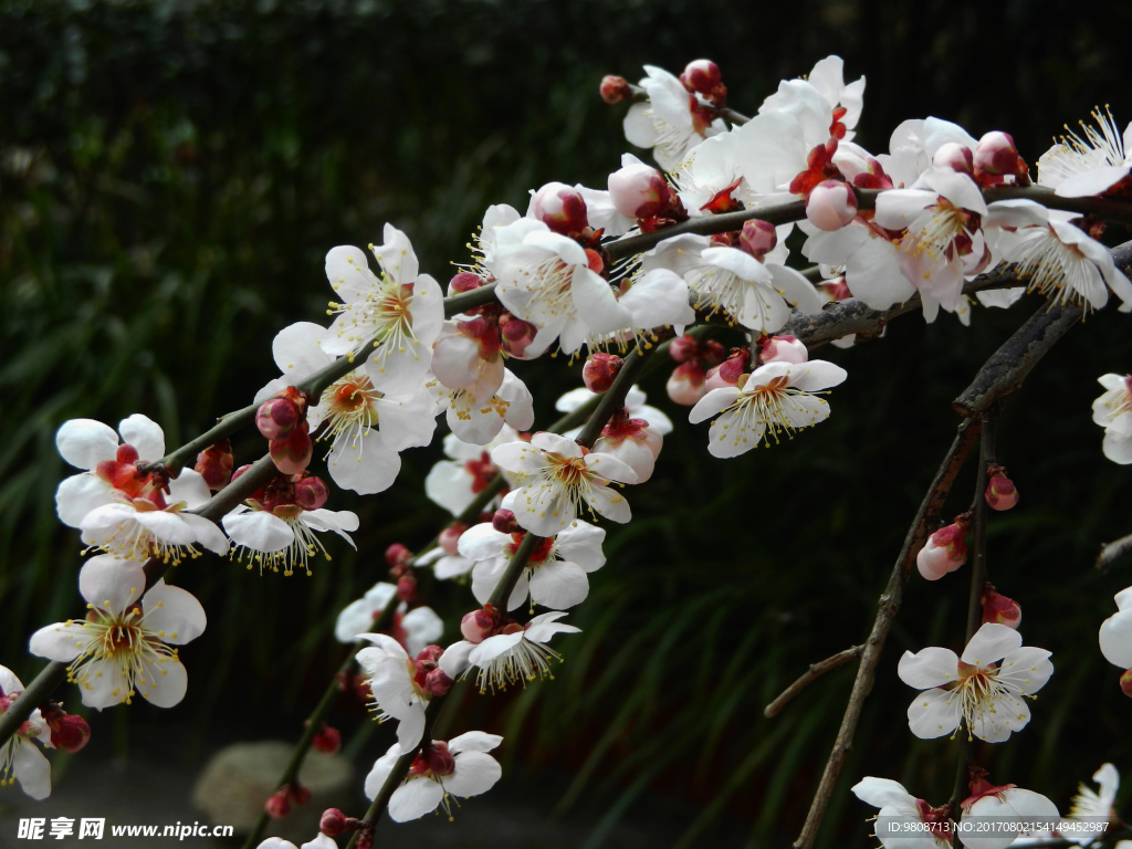 梅花