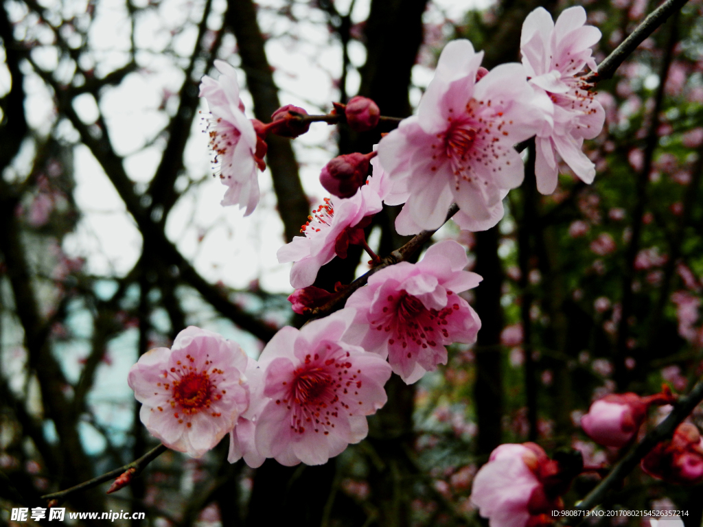 梅花