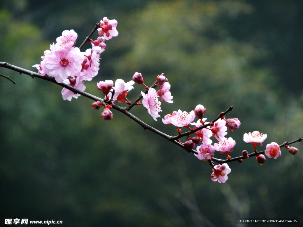梅花