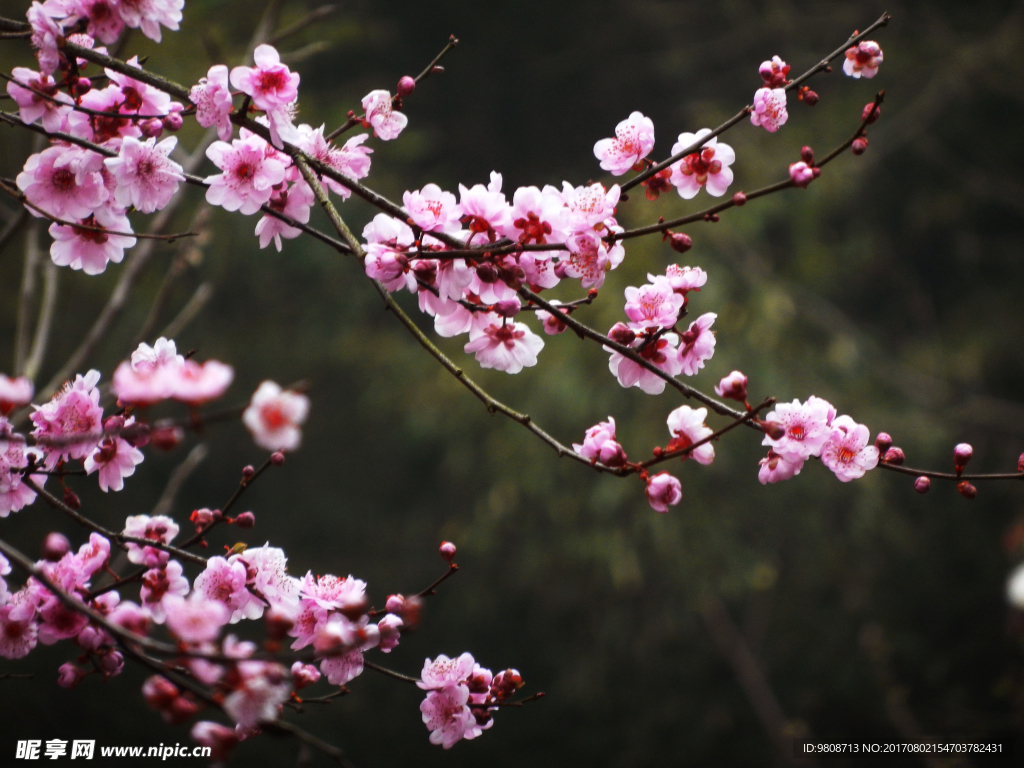 梅花