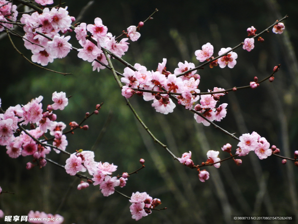 梅花