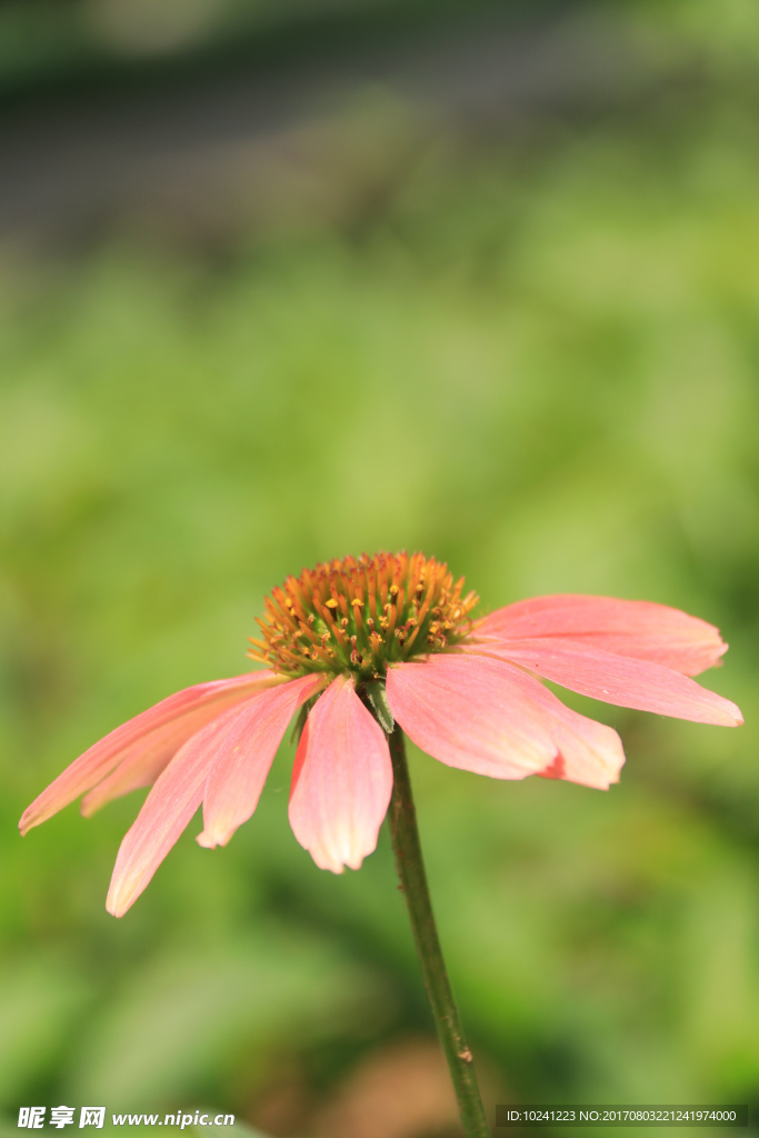 小野花